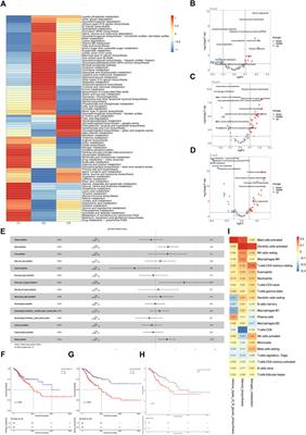 Characterization of the microenvironment in different immune-metabolism subtypes of cervical cancer with prognostic significance